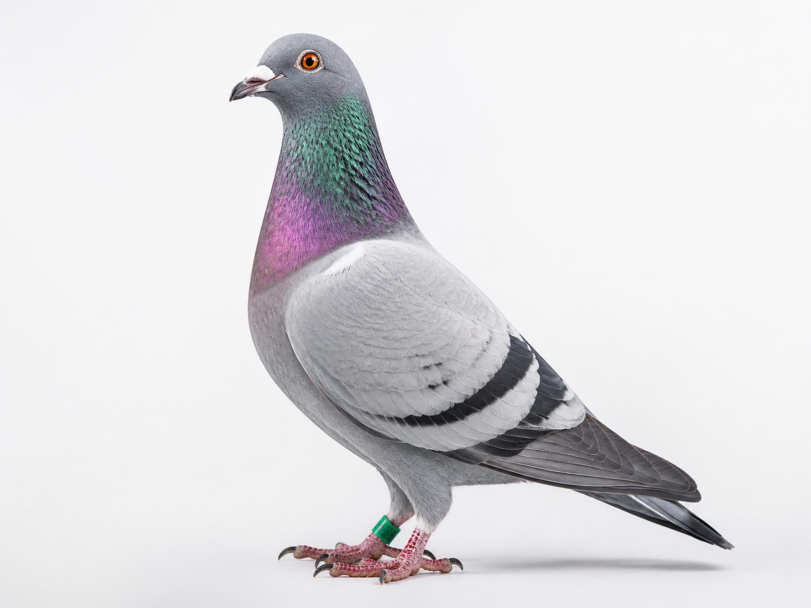 Champion racing pigeon before a digital globe